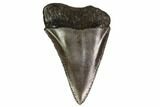 Serrated, Fossil Great White Shark Tooth #158851-1